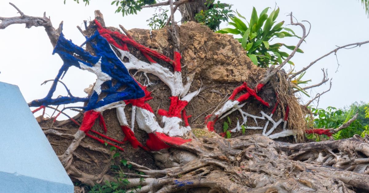 A Puerto Rican flag painted on roots in the aftermath of Hurricane Maria.