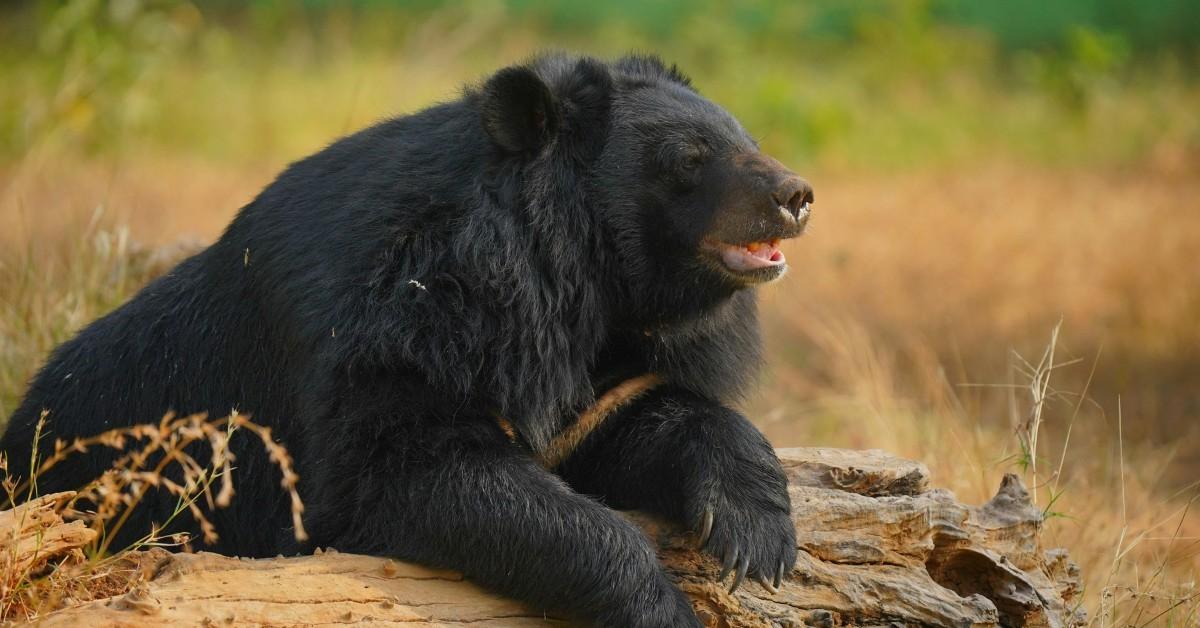An Asiatic black bear sits on a log