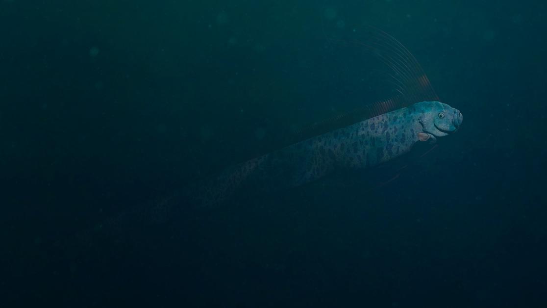 A “Doomsday Fish” Was Filmed off the Coast of Taiwan