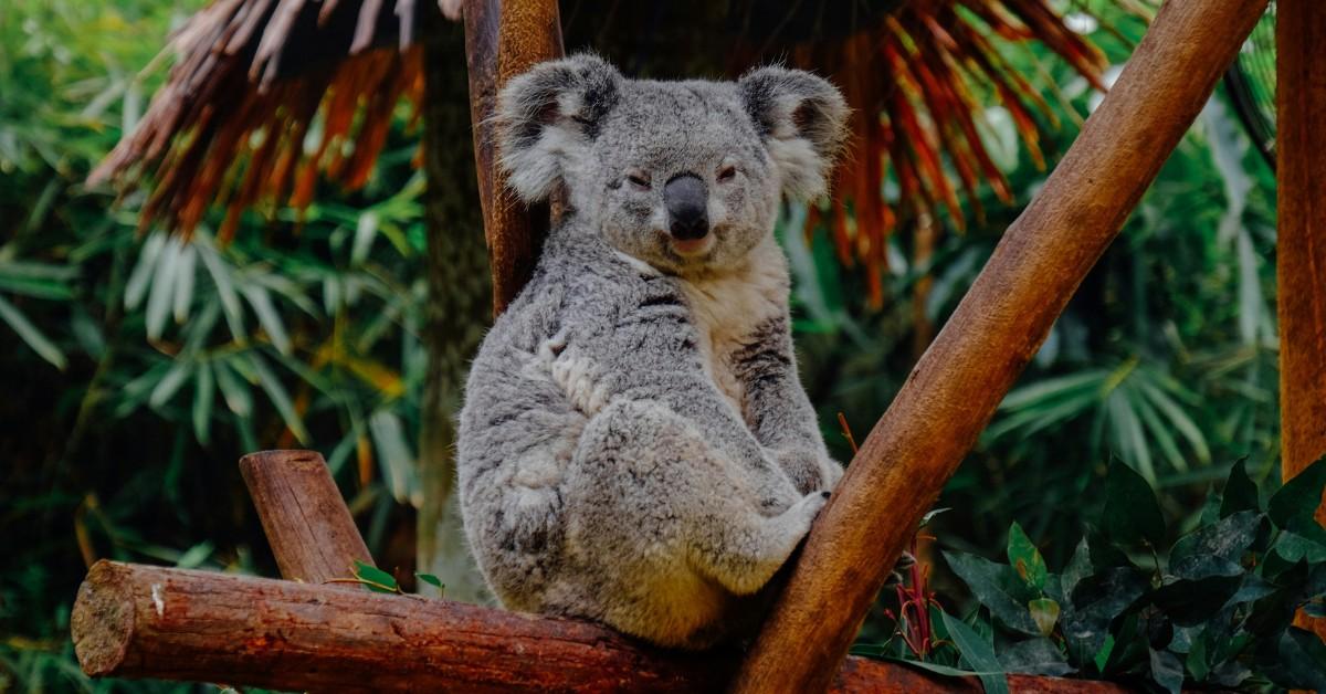 A koala sits on a tree branch in the middle of a green canopy of leaves