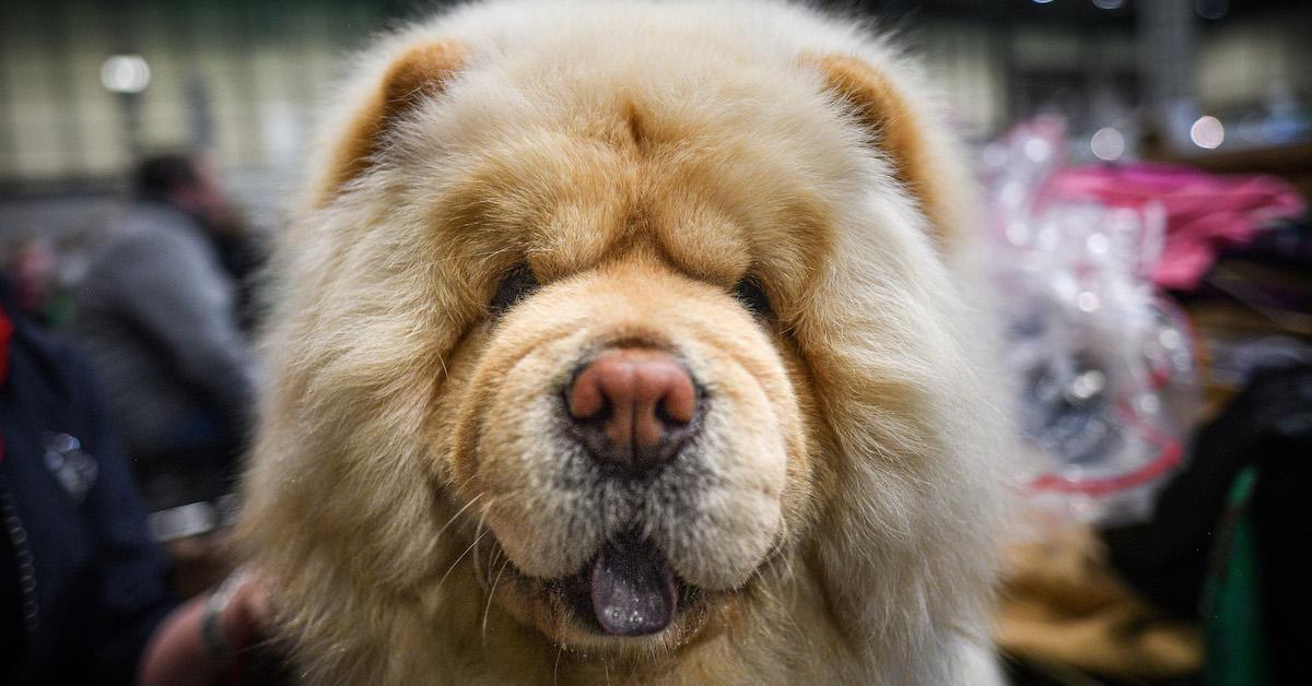 A close up of a Chow Chow.