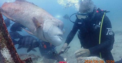 Scuba diver meets his decades-long friend Yoriko in the ocean. (Cover Image Source: Facebook | Hiroyuki Arakawa)