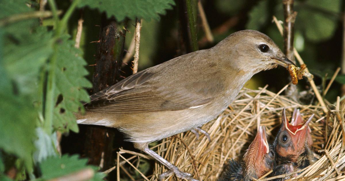 baby birds feeding in nest