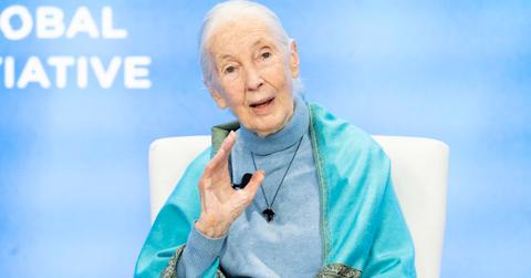 Jane Goodall's Final Interview Says a Lot About Her Life