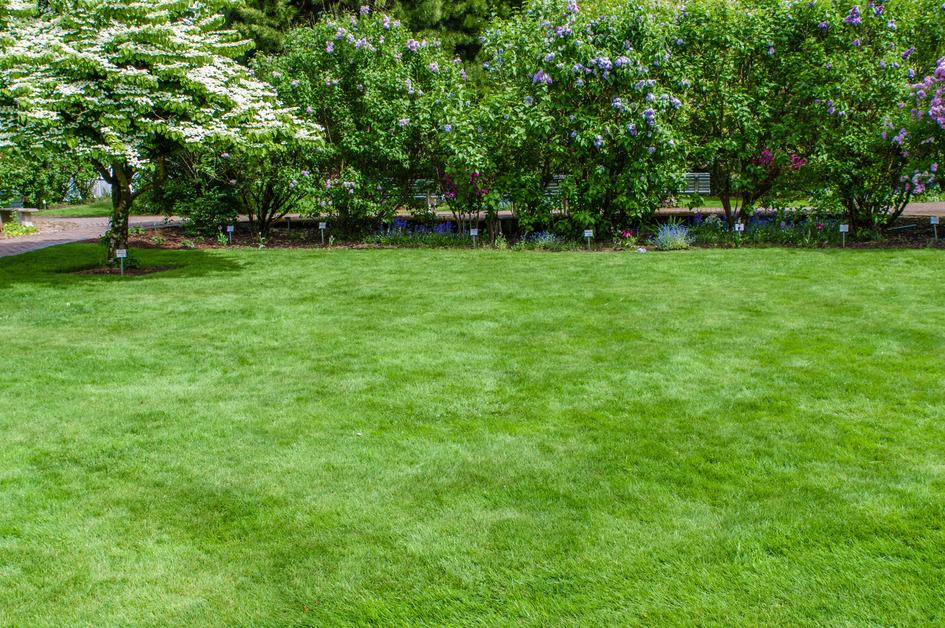 Green grass and garden in the background with trees. 