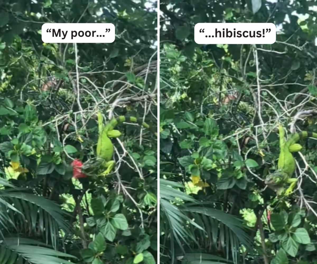 pn/ddfc f db afd dee