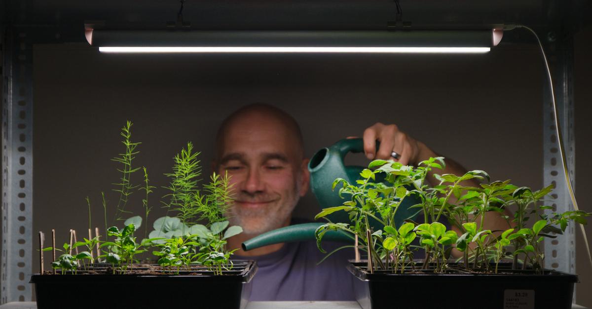 Photo of man watering a row of plants under a grow light bar
