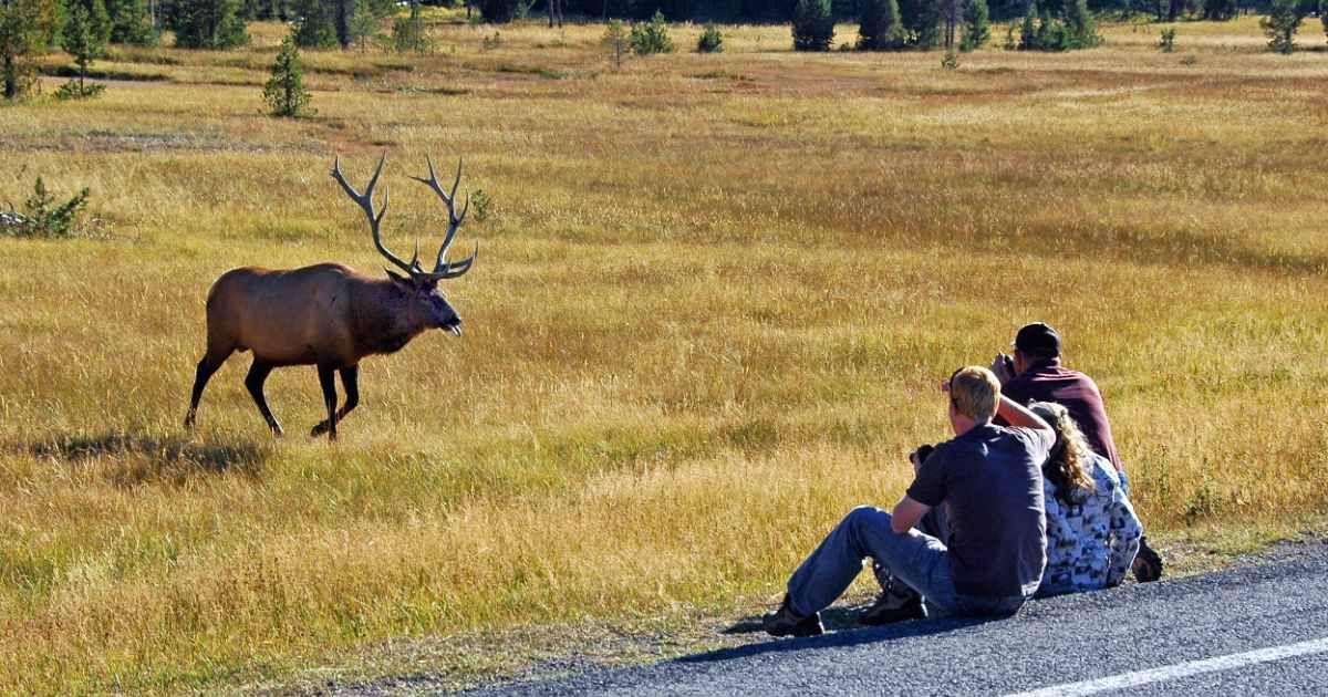 An elk heads towards photographers who are unaware of the danger of wild animals in Yellowstone National Park. (Representative Cover Image Source: Getty Images | Jeff R Clow)