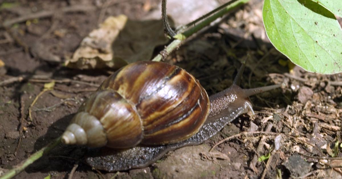 Giant African land snail on the ground with a leaf. 