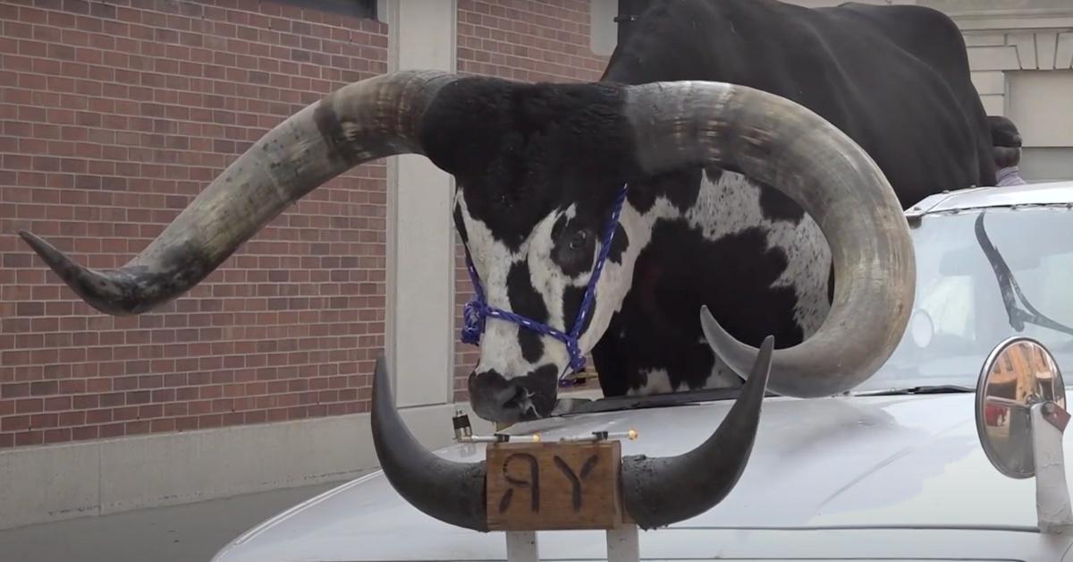 Bull riding in the passenger's side of a car. 