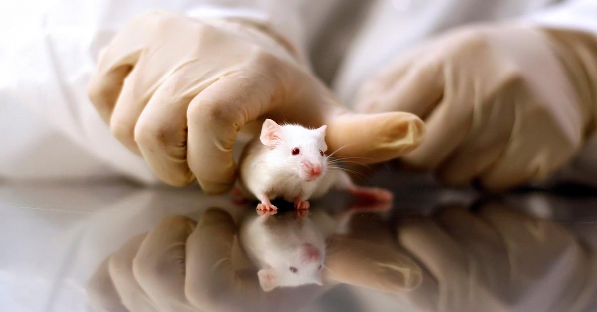 Animal Testing on Mouse