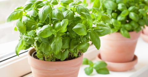 basil plant