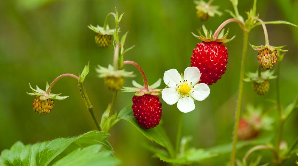 Strawberries growing with white flowers.