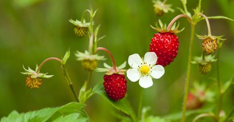 Strawberries growing with white flowers.