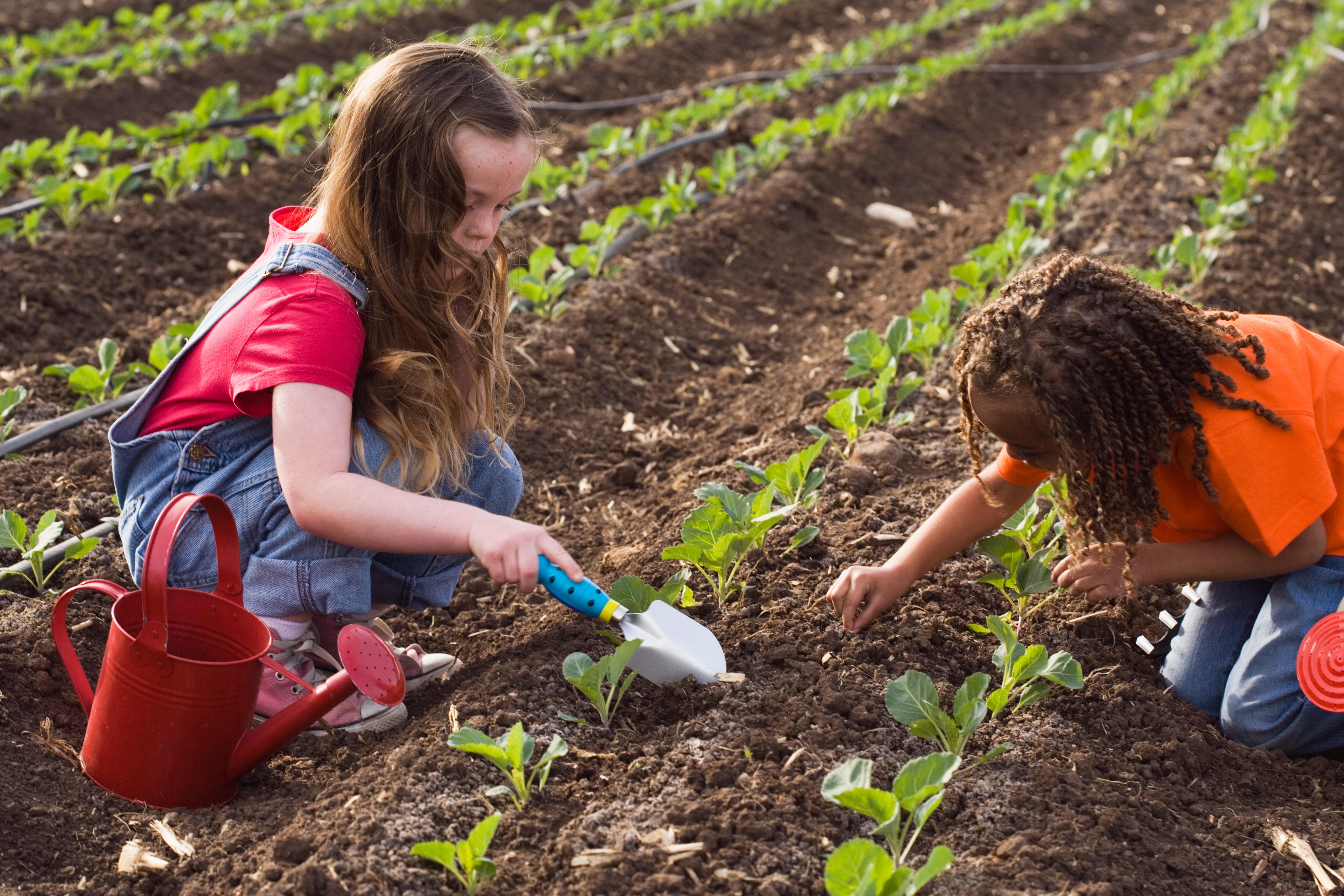 how to start urban gardening what to buy