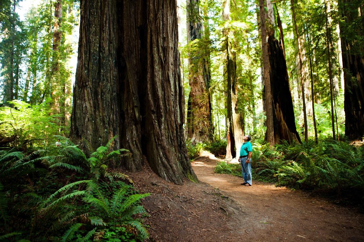 A person looking up at a large tree at Redwood National Park in California.