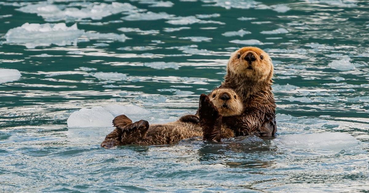 Two sea otters, one holding the other, in icy water in Alaska. 