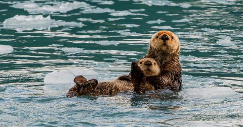 Otters Attacked Three Women on the Jefferson River — Details