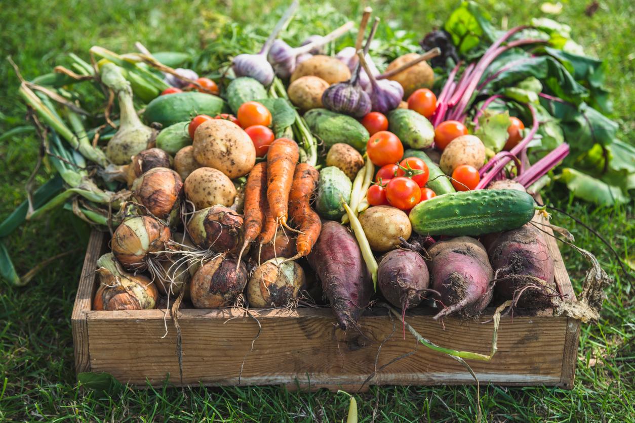 Garden Harvest