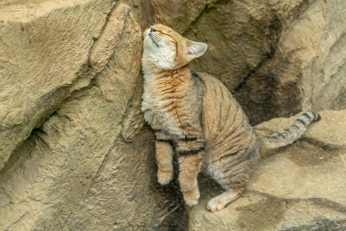 Sand cat rubbing its chin on a rock.