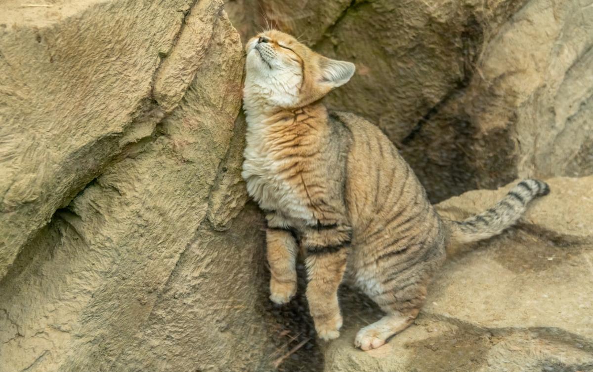 Sand Cats Are Housecat Size, but Can They Live With You?