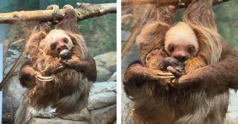 A sloth and her baby hang from a branch shortly after delivery