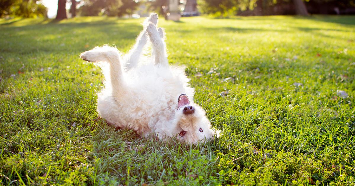 how long after fertilizer can dogs go outside