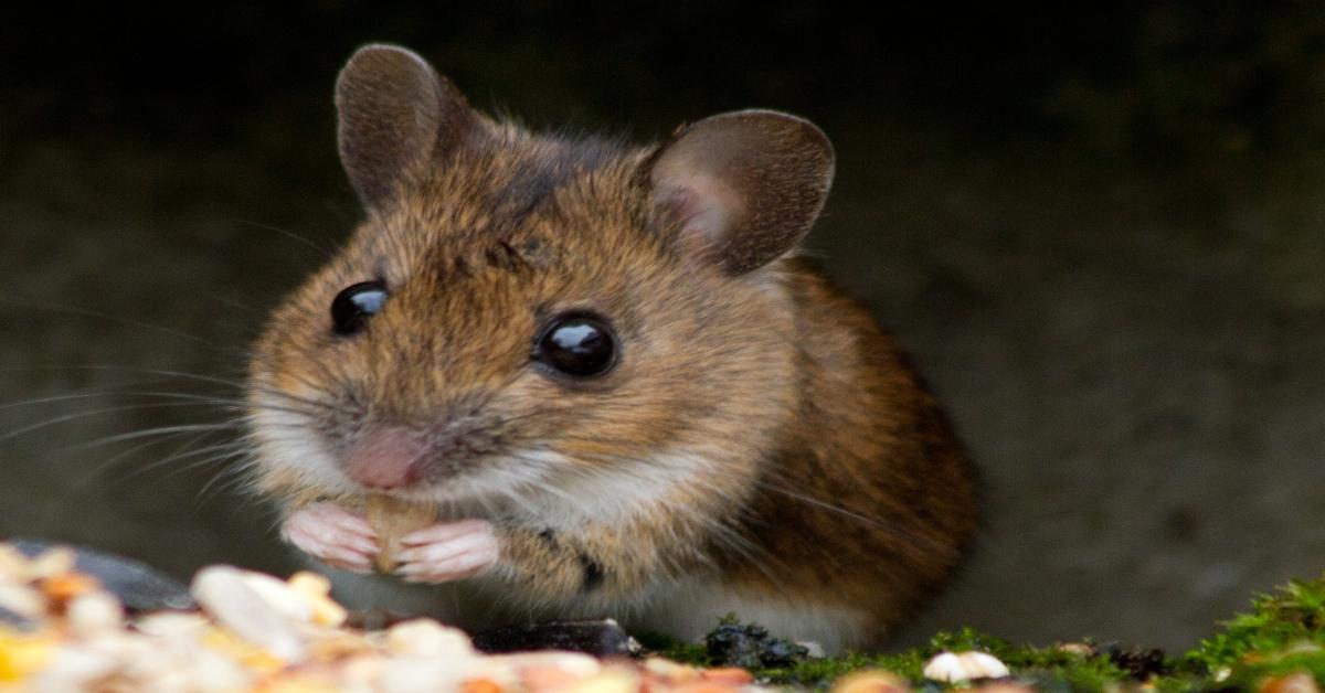 5 Simple Ways to Get Rid of Mice Without Killing Them - Dengarden