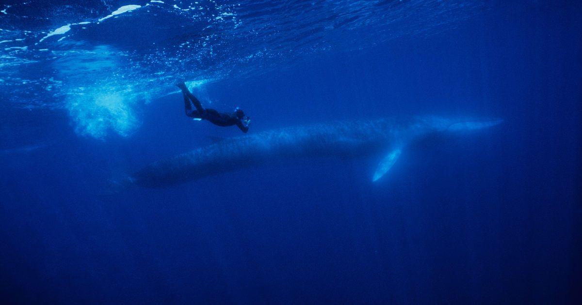A diver is swimming with a whale in the ocean. (Representative Cover Image Source: Getty Images | Gerard Soury)