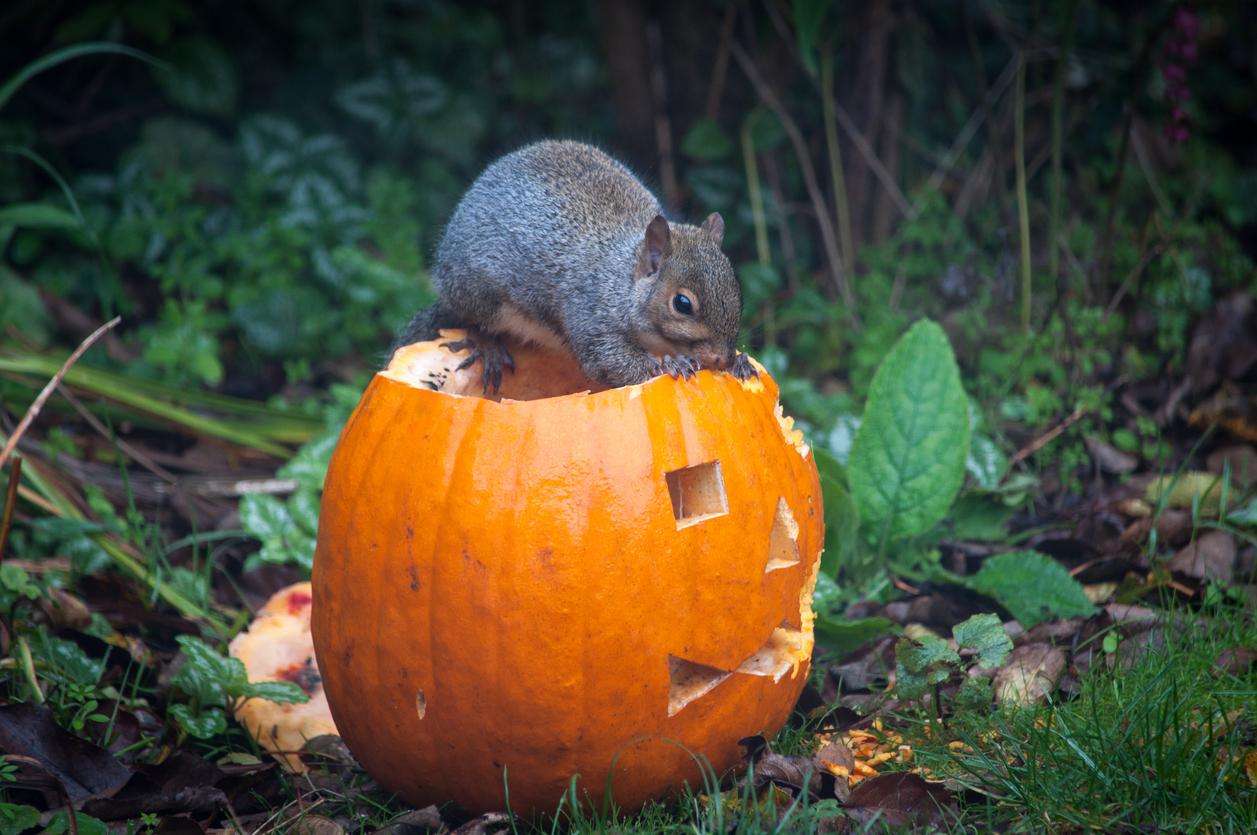 A squirrel sits atop a carved pumpkin with green plants and brush beside it.