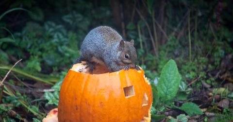 A squirrel sits atop a carved pumpkin with green plants and brush beside it.