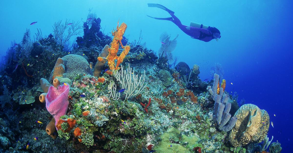 Rising sea levels could weaken coral reefs' protective influence
