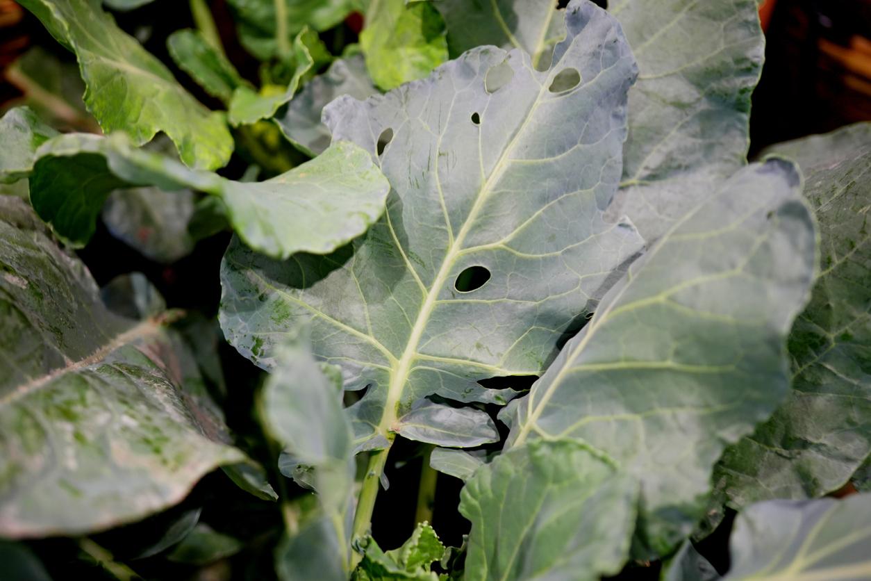 Heads of kale are pictured with several holes in the center leaf, indicating they were eaten by insects.