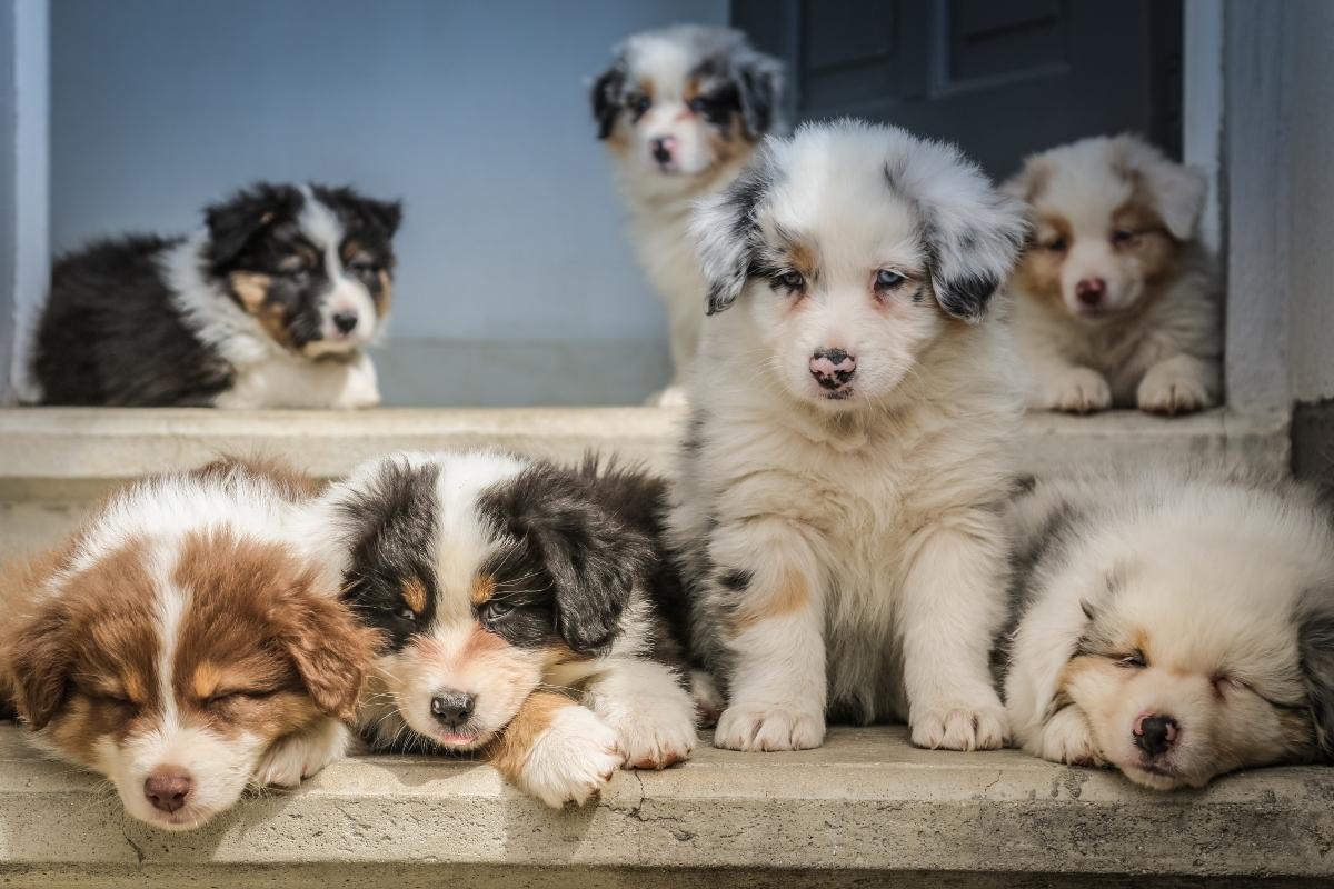 Sleepy Australian shepherd puppies