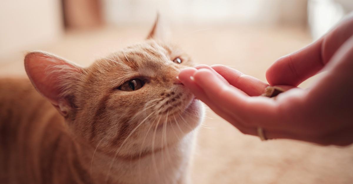 Orange tabby cat sniffs an offered treat in a person's hand. 