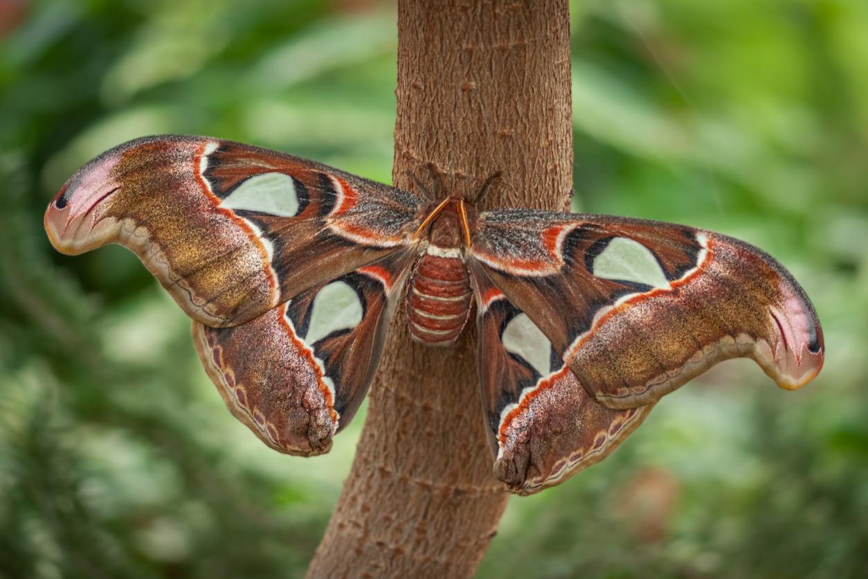 An Atlas Moth appears perched on a tree with greenery blurred in the background.