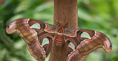 An Atlas Moth appears perched on a tree with greenery blurred in the background.
