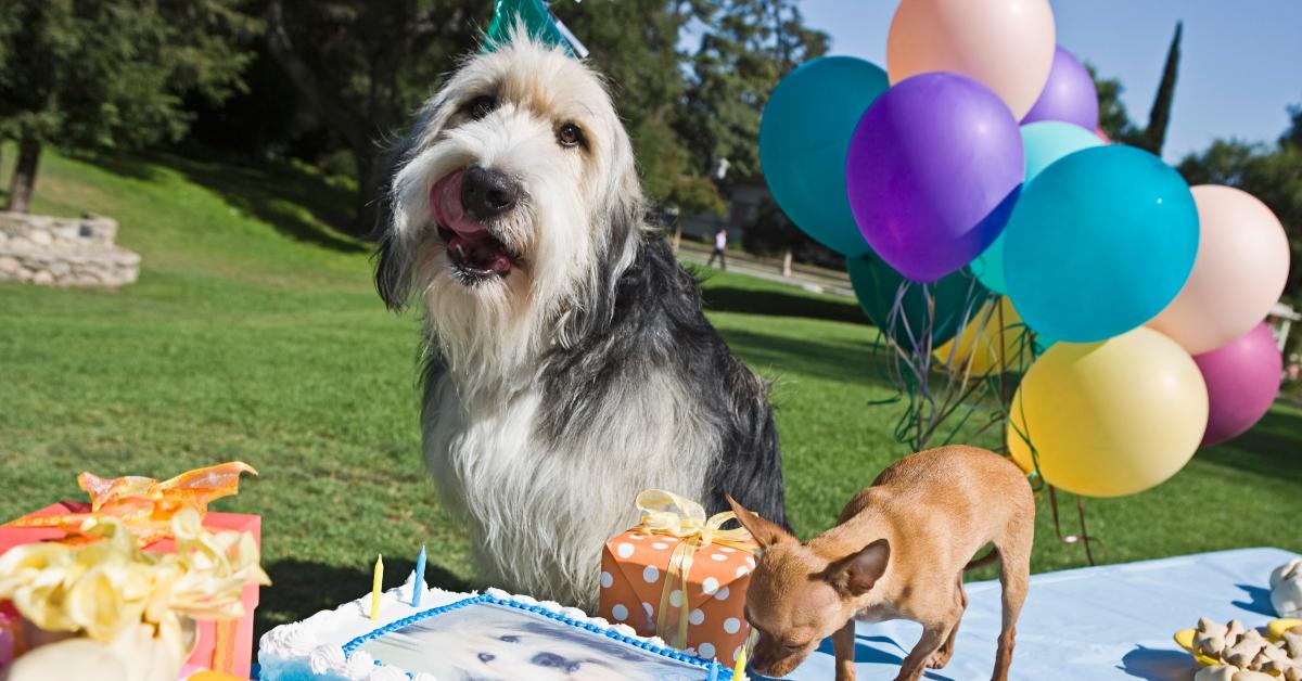 Two dogs eating birthday cake. 