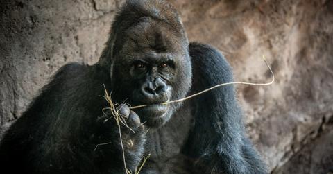 Gino the gorilla chews on a stick