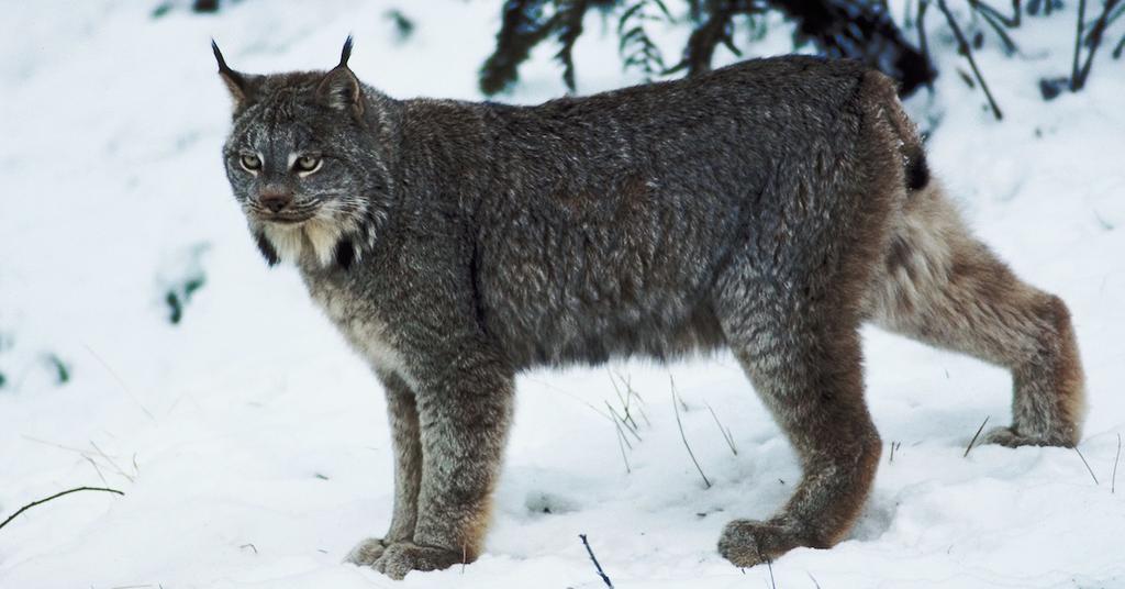 Iberian Lynx Conservation Efforts Have Been Effective in Repopulation