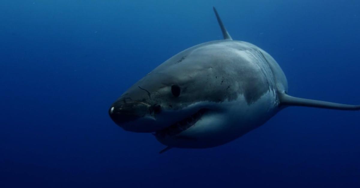 Great white shark swimming.