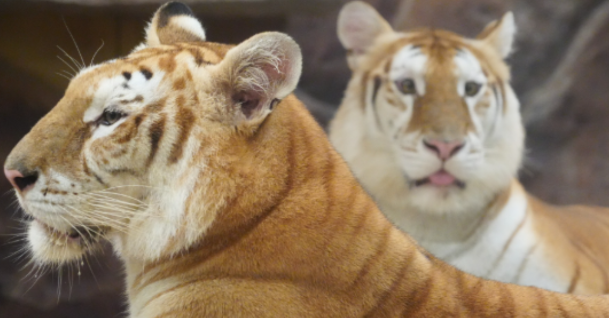 Two tigers sit next to one another at the Chiang Mai Night Safari