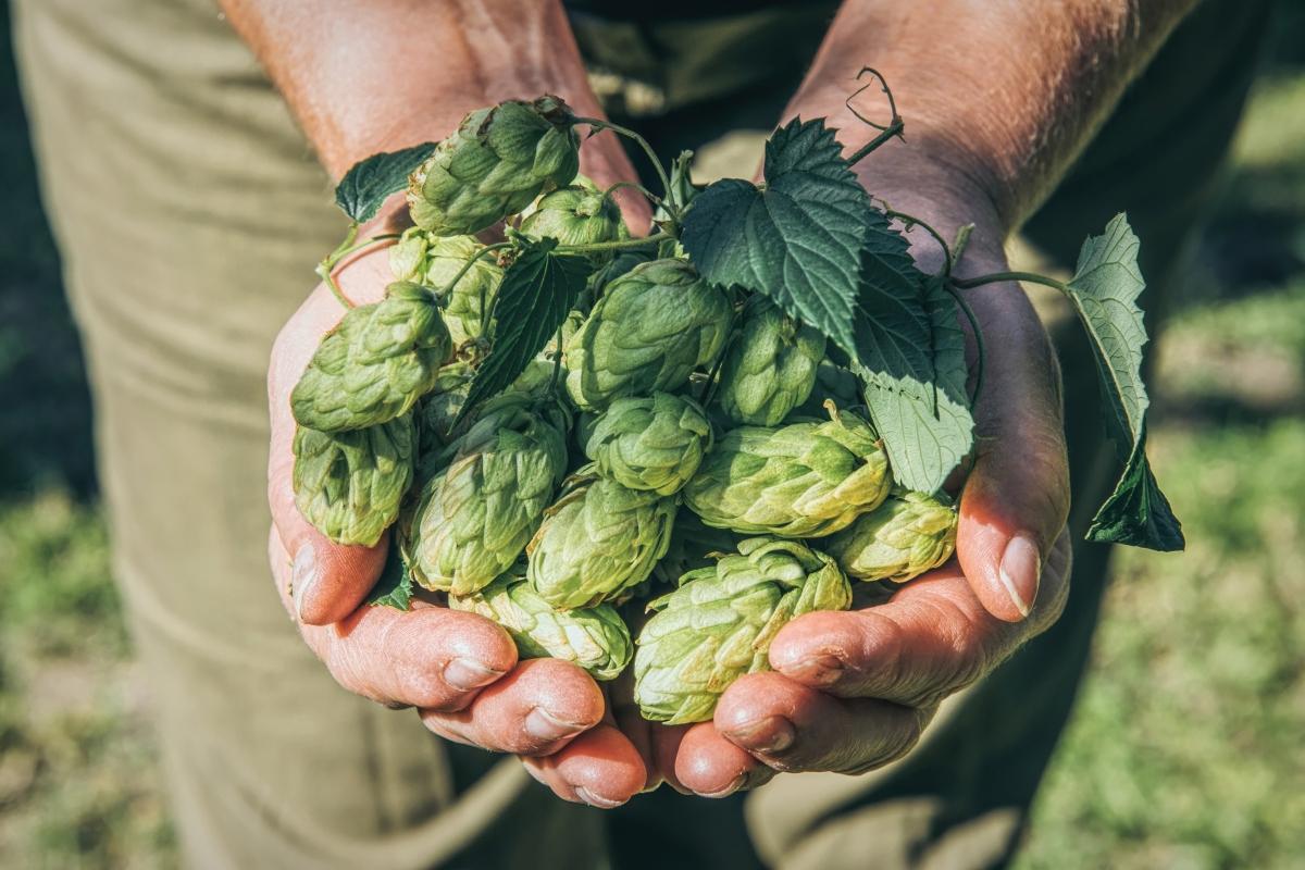 person's hands holding out green hops cones