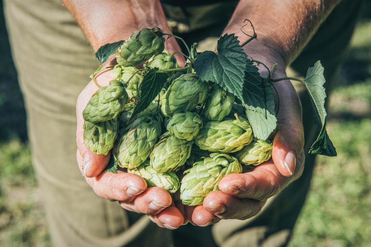 Climate Change Affecting Hops, Beer's Taste