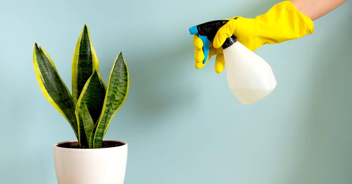 Closeup of a hand wearing a yellow glove and pointing a water spray bottle at a potted snake plant.