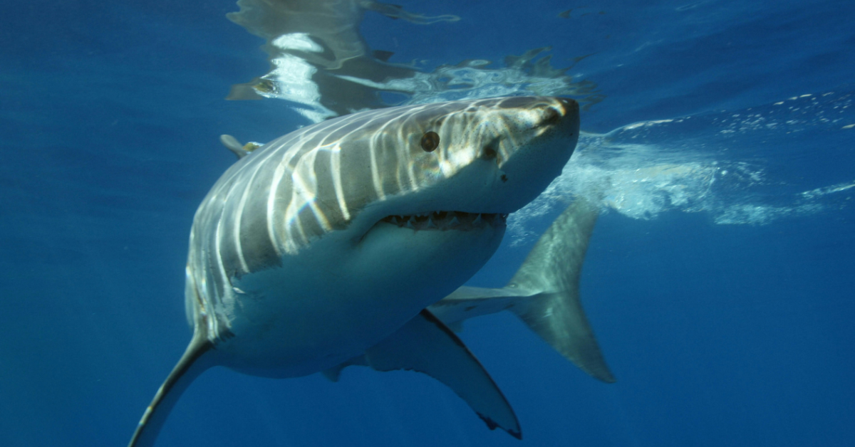 A great white shark swims underwater as his dorsal fins cut through the water
