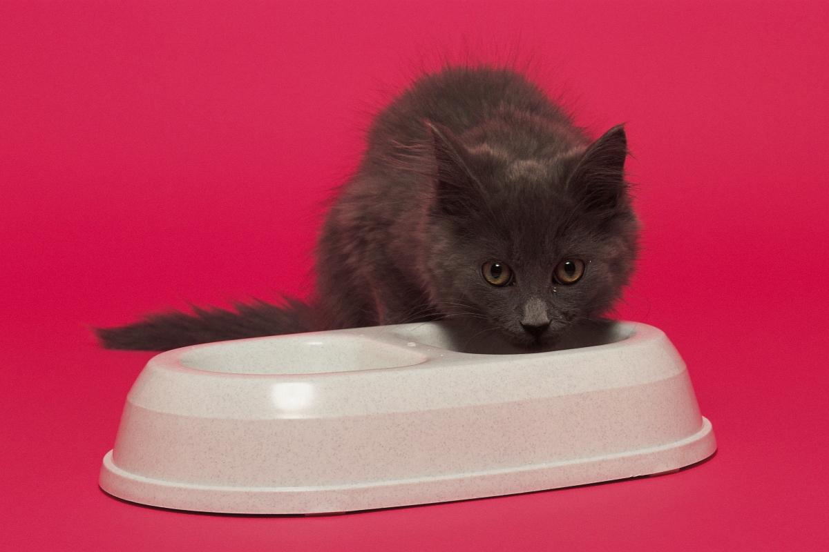 Cat throwing up outlet food but acting normal