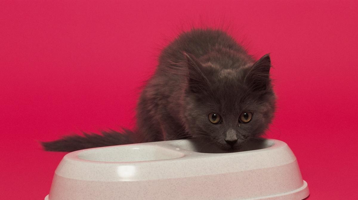 Cat Not Eating Much But Acting Normal? What That Might Mean