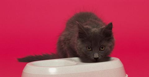 grey cat with food bowl on pink background