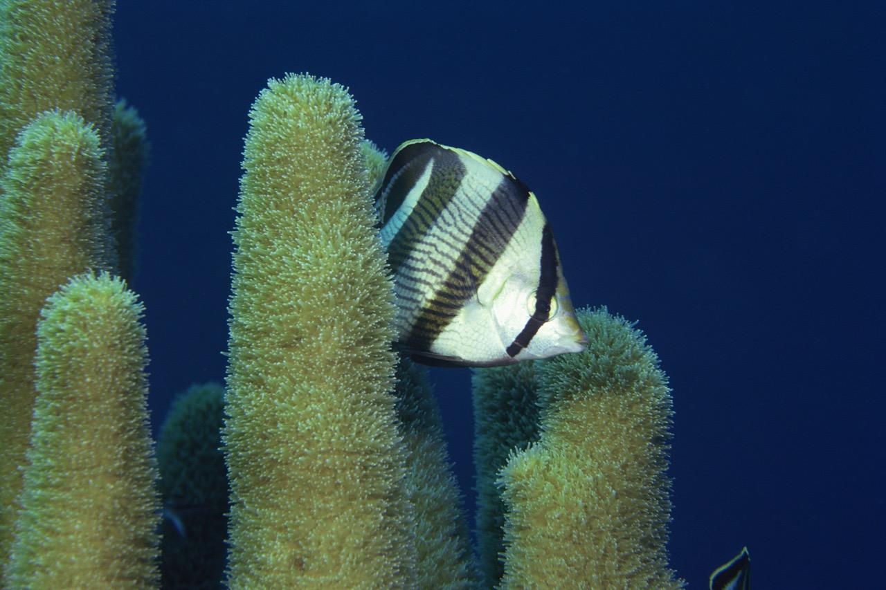 Pillar Coral 